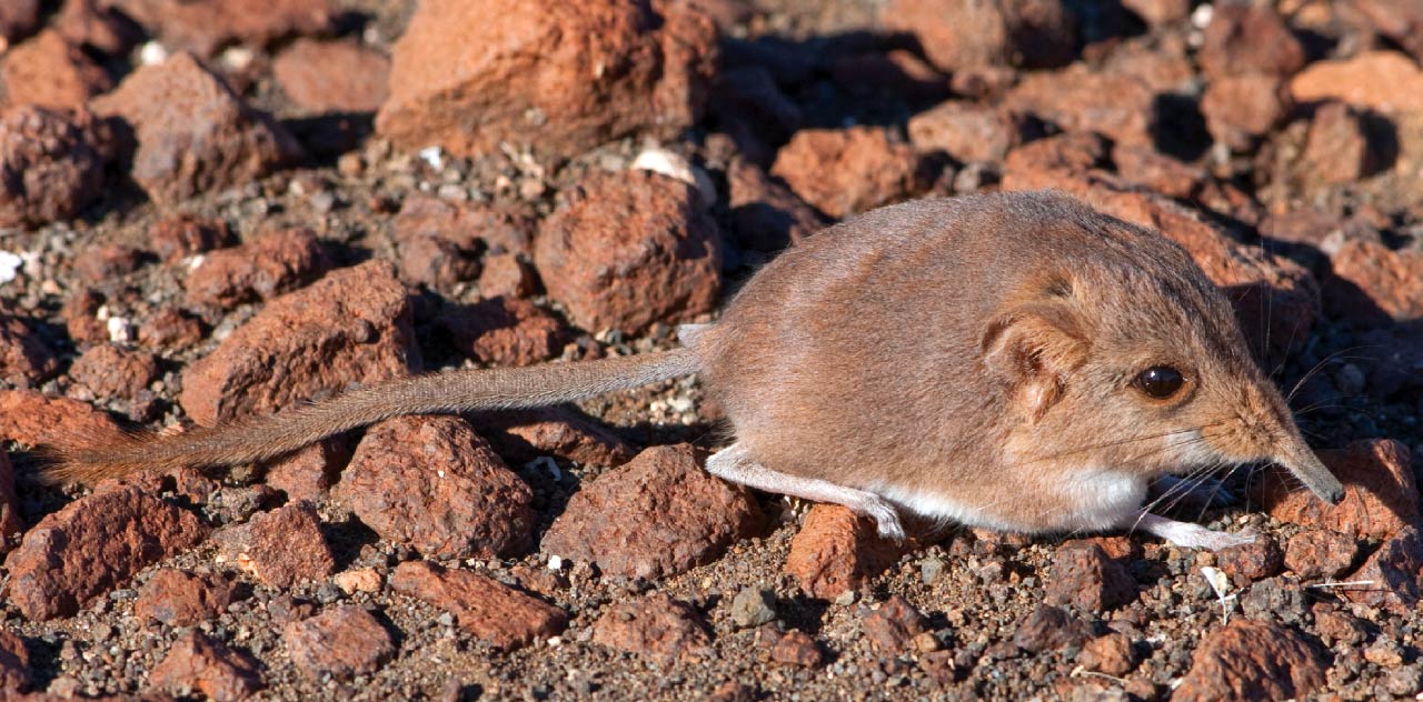 They're about the size of a mouse, but more closely genetically related to elephants than rodents.