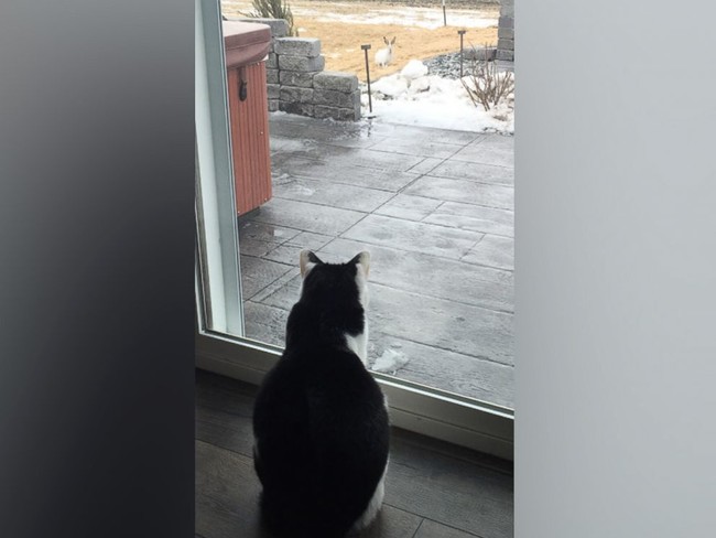 Fargo resident Kayla Straabe's cat faces off with a dog-sized jackrabbit.