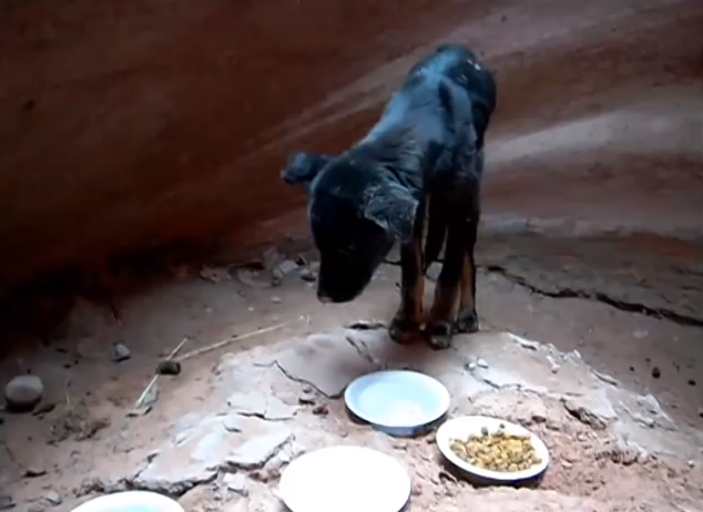 The dog eating a much needed meal.