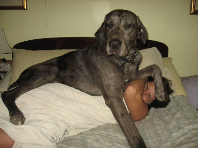 7.) "I'm a lap dog, right?"