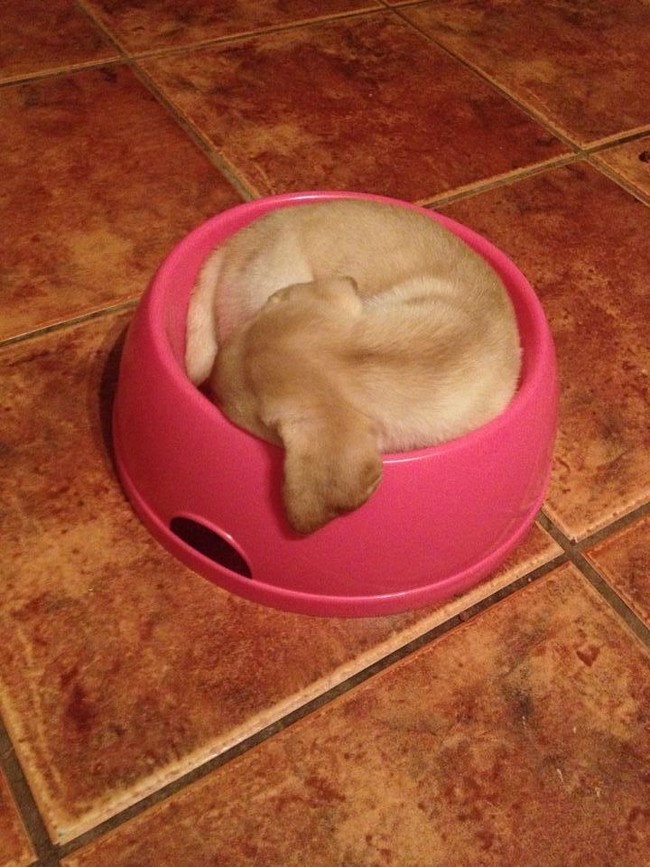 All that bowl-sitting got you all tuckered out? I understand, it's a tough sport.