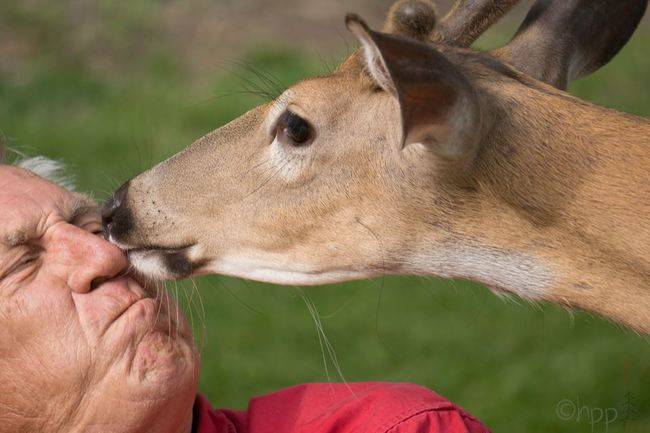 "Dear, deer."