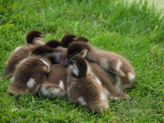 29.) Nothing is cuter than a pile o' ducklings.