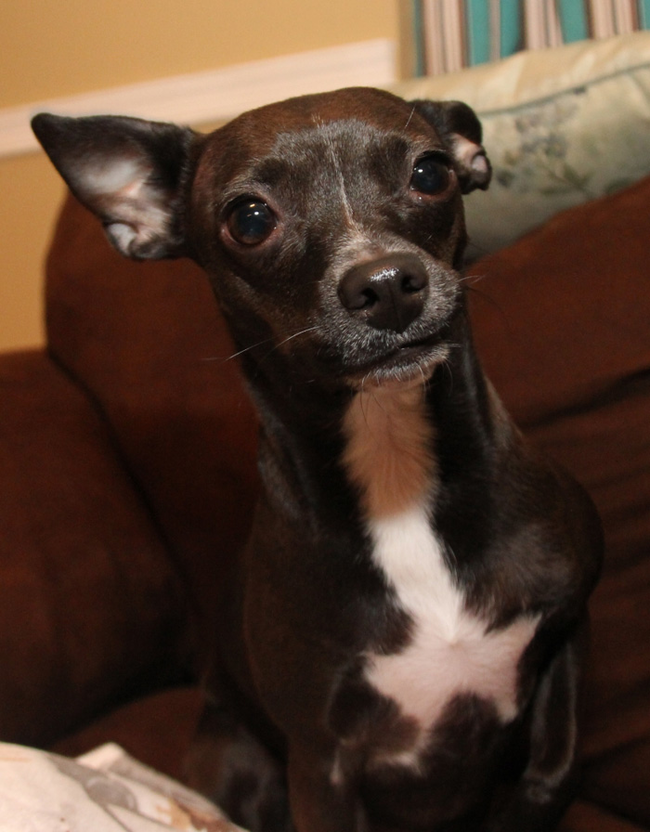 Boston chihuahua: Boston terrier and chihuahua