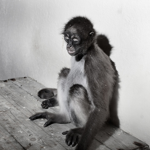 In the photos, the Spain-based photographer highlights the loneliness all the animals feel when the number of visitors dwindles to a trickle.