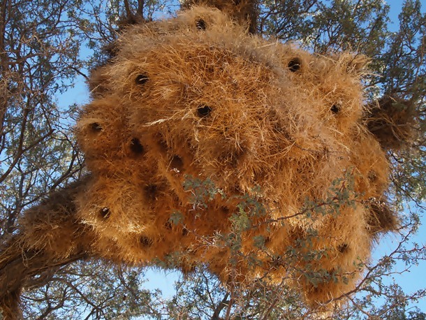 4.) Social Weaver Birds and their Sky Condominiums: Known for building the biggest nests in the bird world, these places are capable of housing hundreds of birds for several generations and can be as large as 25 feets wide, 5 feet high, and weigh over one ton. Some nests are even known to have survived over a hundred years.