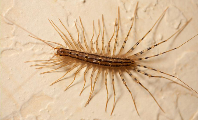 4. House Centipedes - Can be venomous.