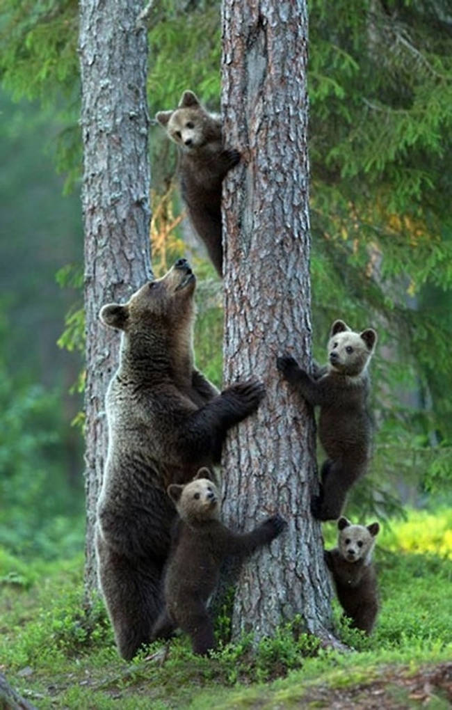 7.) These climbing cuties.