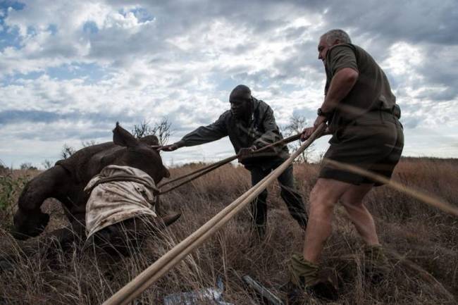 The region is home to 80% of the country's entire population of rhinos.