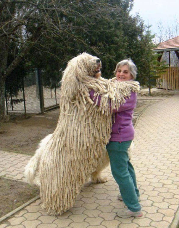 That's the biggest mop I've ever seen.