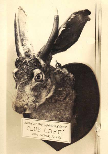 Horned Rabbit