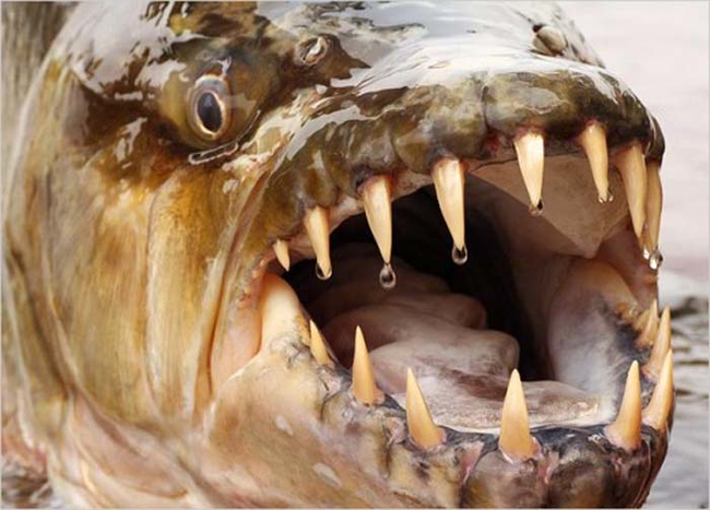 3.) Goliath Tigerfish.