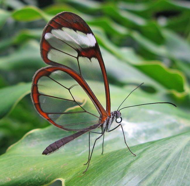 11.) Glasswing Butterfly