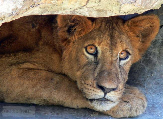 "I'm literally hiding under a rock for all of today. You can't stop me."