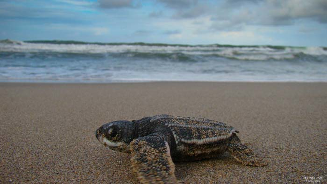 Just for fun, here's what a baby leatherback turtle looks like.