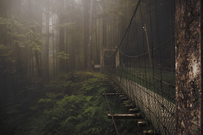 Forest Bridge, Alishan Mountain, Taiwan