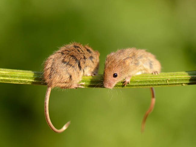 Oh, nothing, just hanging out on this stem giggling with my bestie.