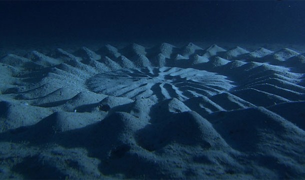 2. Under-water Crop Circles: In Japan, male pufferfish flapping their fins create these alien-esque circles in the sand.