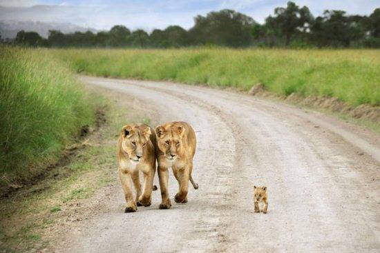 Out for a stroll with the family.