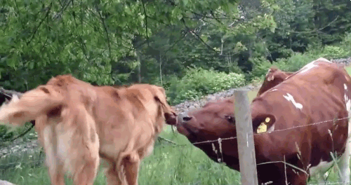 "I love you too!" says the cow, wondering how she'll ever live without her furry friend by her side, while admiring his knowledge of love songs.