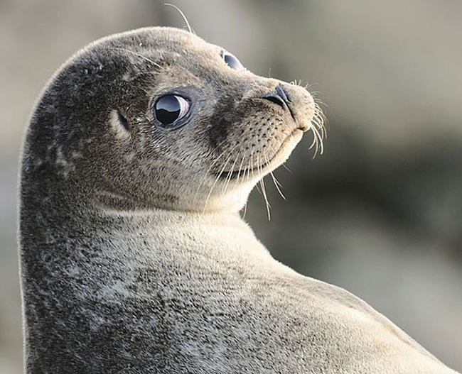 8.) This sultry seal.