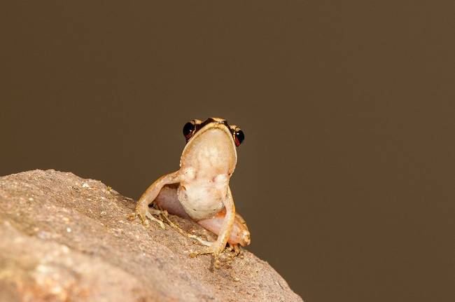 Urban Golden-Backed Frog - <em>Hylarana urbis</em>