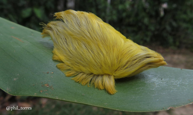 9.) This fluffy little guy is known as the asp caterpillar. Asps are poisonous snakes, so you know where this is going. Despite looking like Tribbles, the hairs on these critters can cause itchy irritation in humans, and they hide spines that inject venom into predators. While not lethal, the venom causes intense pain and swelling.