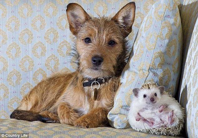 10.) Mary, the terrier, and Mini Hog, the African albino pygmy hedgehog, make quite the picture-perfect pair.