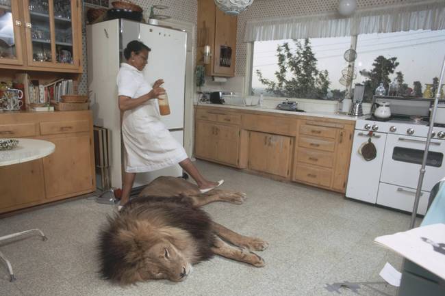 The kitchen floor is clearly the best place for a nap.