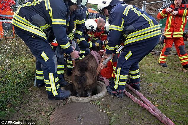 Firefighters arriving to the scene couldn't help but laugh. They even nicknamed him "Donkey" after the Shrek character.