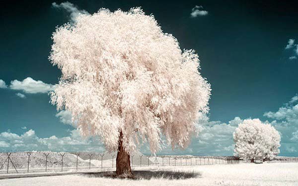 Most of his photos focus on trees and dark skies...