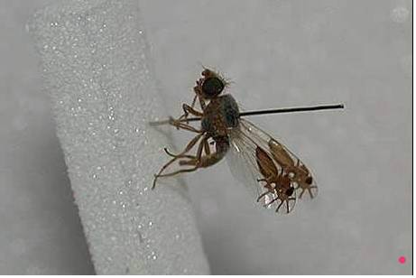 This fly looks like it has two spiders in its wings. Insane.