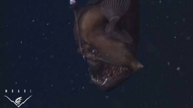 Scientists at California's Monterey Bay Aquarium Research Institute managed to capture a live female angler fish on video in her natural environment for the first time ever.