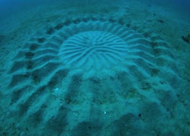 A completed sand circle. Hello, ladies.