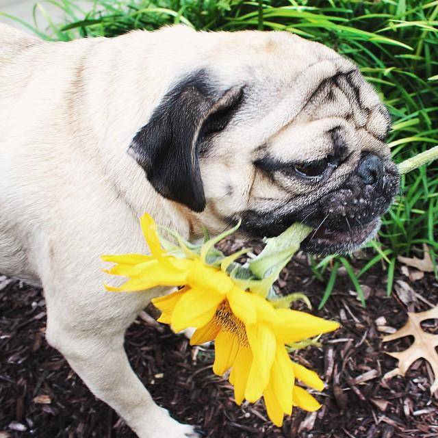 As a nice, leisurely morning activity, Doug does a little gardening.