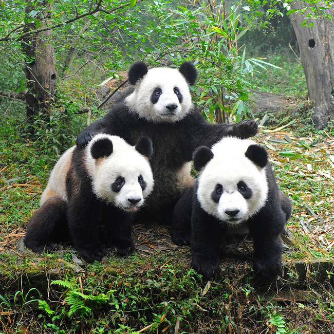 One Panda usually requires about 4 square miles of space in order to survive comfortably.