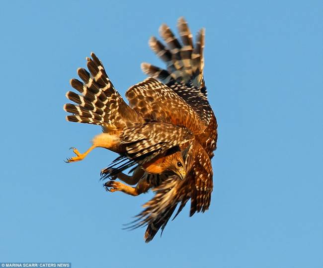 "Take that, hawk! That's what you get for scoping out my home as a source of food. Not. Today."