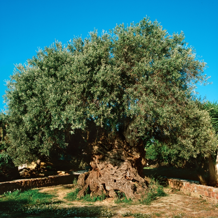 9. A 3,000 year old olive tree.