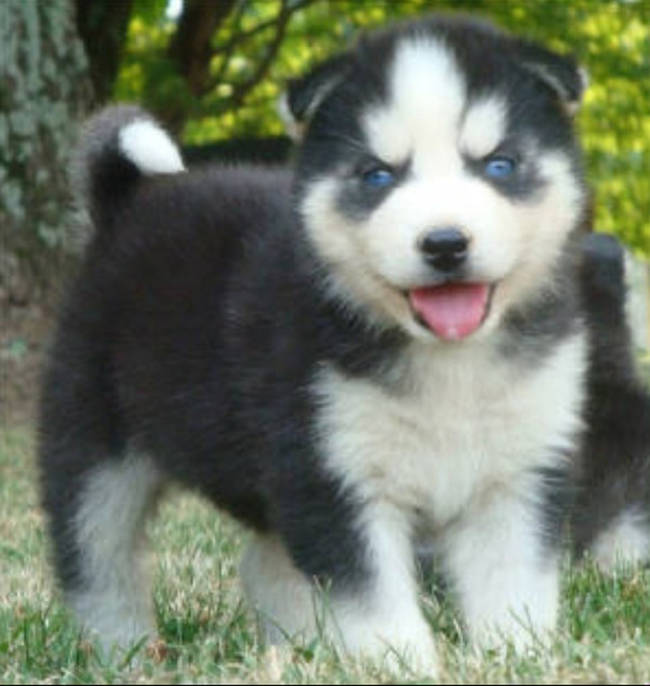 Siberpoo: Siberian husky and poodle