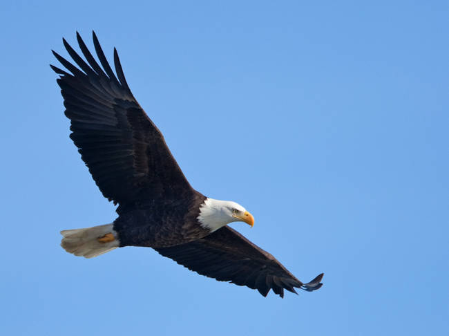 In addition to turkey, the Pilgrims and Native Americans also feasted on eagle, partridge, crane, swan, duck, and goose.