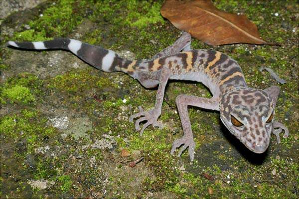 18.) Cat Ba Leopard Gecko: Discovered in Vietnam, this creepy gecko is one of those animals that just screams "don't touch me."