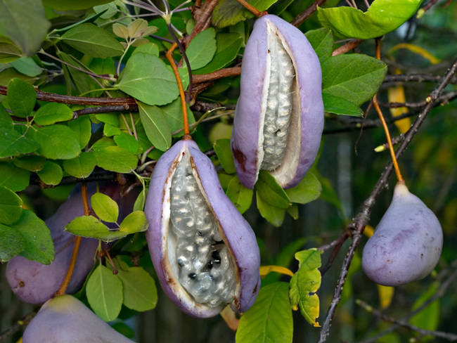 Akebia Quinata Fruit