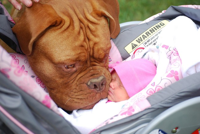 Precious French mastiff smooches.