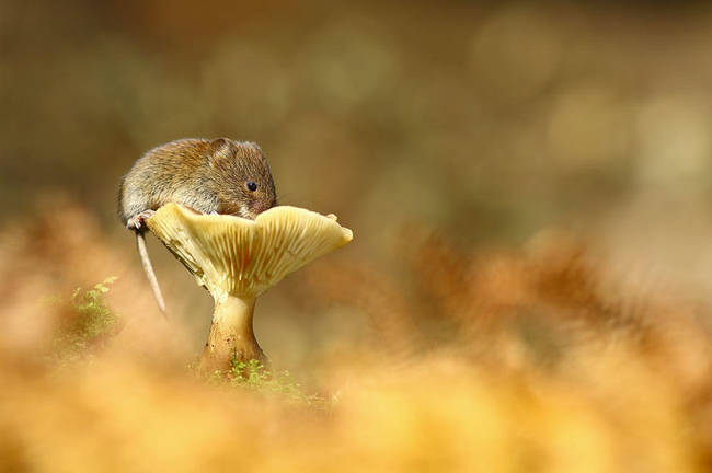 If you were mouse-sized, you could use adorable mushroom cups, too.