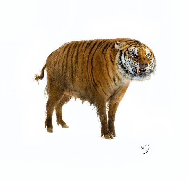 Tiger and Boar