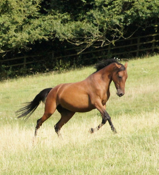 But, thanks to the hard work of everyone at the sanctuary, Polly was able to make a recovery.