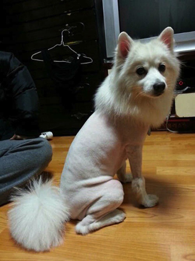 5.) Someone switched this dog's body with a Sphynx cat's.