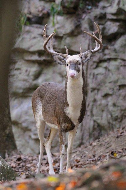 3.) A piebald deer. A piebald animal has white and brown patches rather than fur of a single color due to a genetic variation.