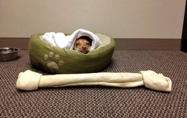 2.) He's so content all bundled up, just waiting to dig into that GIANT treat.