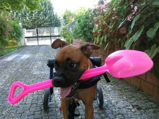 This pup's wheelchair won't stop him from begging you to dig some really awesome holes with him in your backyard.